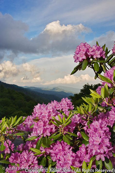 Catawba Rhododendron from just below Newfound Gap Smoky Mountain Waterfalls, North Carolina Art, Mountain Pictures, Nc Mountains, Mountain Canvas, Great Smoky Mountains National Park, Smoky Mountain National Park, Great Smoky Mountains, Smoky Mountains