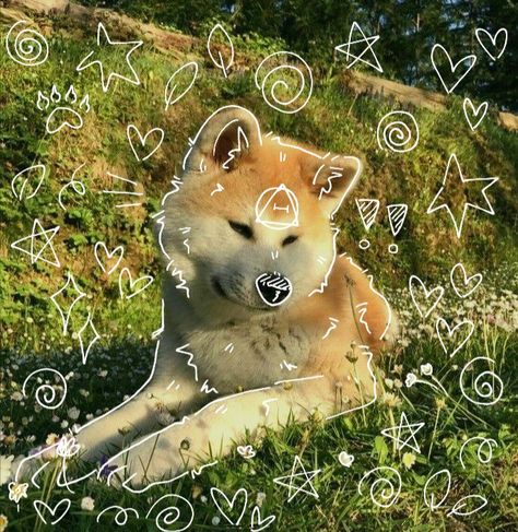 Dog Therian, Therian Aesthetic, Therian Art, Therian Wallpaper, Therian Pfp, Free Pfp, Japanese Akita, Therian Stuff, Maybe In Another Life