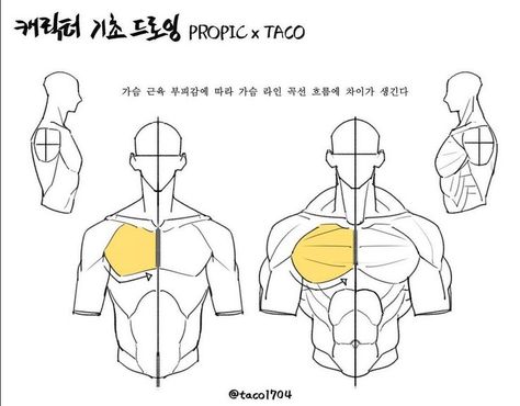 The curve and flow of the line changes depending on the volume of the chest muscles Point Character Drawing, Taco Drawing, Poses Art, Male Art Reference, Anatomy Tutorial, Sketch Poses, Human Anatomy Drawing, Manga Drawing Tutorials, Anatomy For Artists