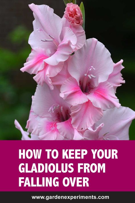 When To Dig Up Gladiolus Bulbs, Gladiolus Bulbs How To Plant, When To Plant Gladiolus Bulbs, Growing Gladiolus Bulbs, Gladiolus Garden Design, Gladiolus Landscaping Ideas, Gladiolus Flower Garden, How To Plant Gladiolus Bulbs, Gladiolus In Garden