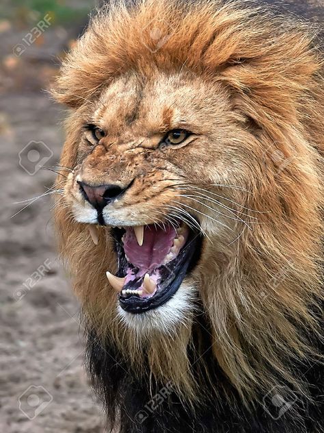 Just sold! Closeup of a angry lion with open mouth and showing teeth Lion Roaring, Lion Kings, Angry Lion, Animal Anime, Tattoo Lion, Panthera Leo, Lion Photography, Lions Photos, King Lion