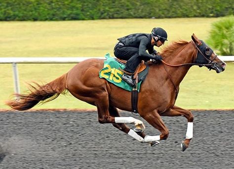 Horses Racing, Three Horses, Racing Horse, Thoroughbred Racehorse, Rivaldo, Horse Anatomy, Thoroughbred Horse Racing, Race Horse, Horse Inspiration