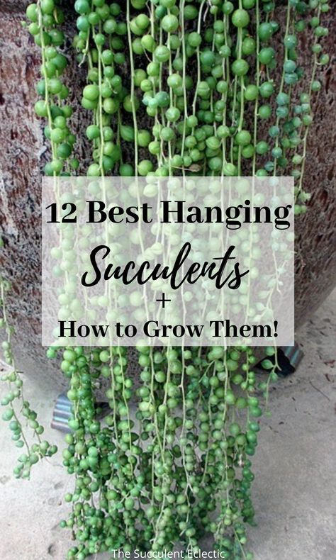 Have you ever said, “I love hanging succulents — but mine always die.” Or maybe you fall in love with a hanging succulent on Instagram or Pinterest, but can never find the plant to grow? Let's change all that! Read about 12 great hanging succulents that are easy to source, and learn how to grow them! #hangingsucculents #trailingsucculents #succulentsthathang #hangingsucculentplants Mixing Succulents With Other Plants, Succulent Plants Ideas, Diy Hanging Succulent Planter, Vining Succulent Plants, How To Make A Succulent Garden, Indoor Succulent Arrangements, Trailing Succulent Plants, Succulant Planting Wall, Succulent Balls Hanging