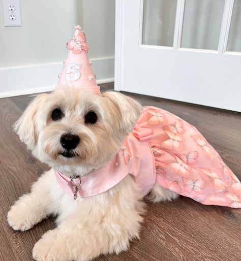 Princess Birthday Dress, Tulle Butterfly, Dog Party Hat, Yorkie Clothes, Puppy Hats, Puppy Dress, Dog Club, Mount Pleasant Sc, Dog Personality