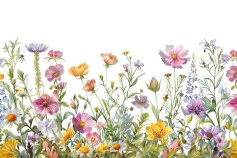 Wild Flower Background, Cosmos Flower Illustration, Watercolour Cosmos Flower, Wild Flower Sublimation, Wildflower Clipart Wild Flowers, Digital Invitations Wedding, Cottagecore Art, Studio Background Images, Rose Illustration