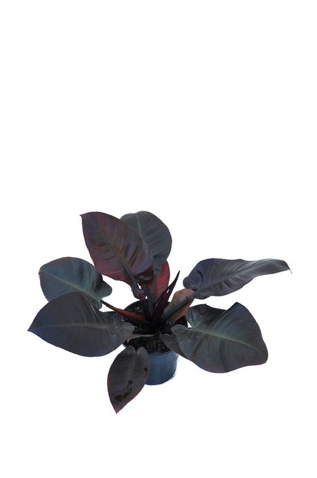 Gothic Jungalow, Black Houseplants, Philodendron Sodiroi, Philodendron Black Cardinal, Brick Apartment, Shady Gardens, Black Plants, Understory Plants, Wishlist Plants