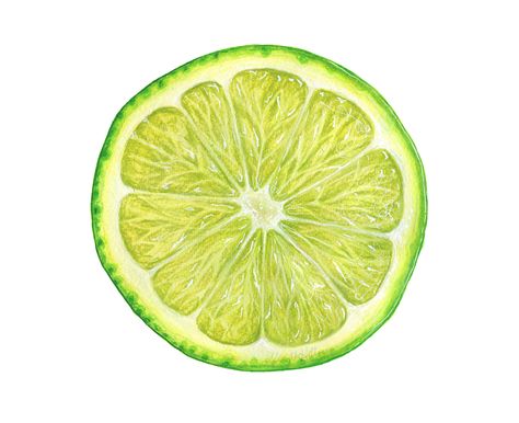 Lime Slice | 9x12, mixed media on paper Kendyll Hillegas, Lime Watercolor, Circular Paintings, Pineapple Illustration, Apple Illustration, Lime Slice, Fruits Drawing, Mixed Media Illustration, Posca Art