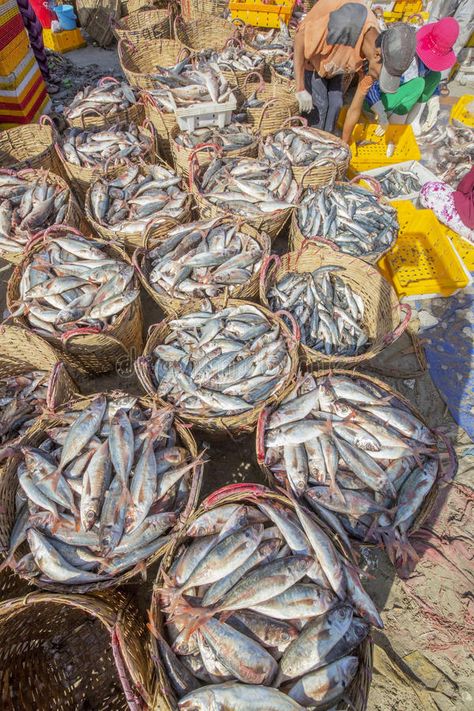 Fresh Fish and tuna in basket on the beach stock photo Fresh Fish Photography, Fish Photography, Irish Eyes, Long Hai, Fresh Market, Fresh Fish, Beach Photo, Real Food, Real Food Recipes