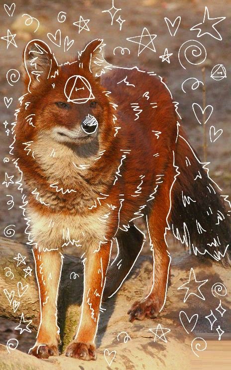 Therians Pfp, Dhole Therian, Dhole Animal, Therian Art Ideas Drawing, Fox Background, Therian Wallpaper, Therian Pfp, Therian Stuff, Animal Tails