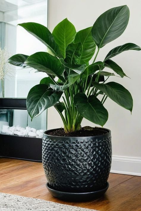 10 Best Indoor Plants Hard To Kill The Best House Plants, Letter Drawings, Lily Plant, Peace Lily Plant, Aesthetic Plants, Cast Iron Plant, Growing Plants Indoors, Iron Plant, Best Indoor Plants