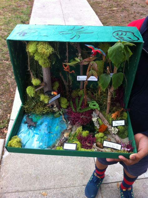 Grade 3 - Rain Forest Biome Diorama Nature Diorama Ideas, Biomes Diorama, Rain Forest Project, Rainforest Habitat Diorama, Jungle Habitat Projects For Kids, Forest Biome Project, Rain Forest Biome Project, Tropical Rainforest Biome Project, Forest Ecosystem Project