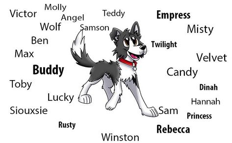 Border Collie Names Border Collie Names, Animal Names, Dream Dog, Endangered Animals, Cute Dogs And Puppies, Working Dogs, Pet Names, Border Collie, Baby Animals