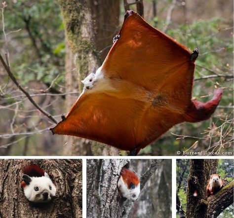 The red and white giant flying squirrel (Petaurista alborufus) is a species of flying squirrel, endemic to central and southern China as well as Taiwan. The largest of the giant squirrels, the species measures in at more than 3 ft (0.9 m) from head to tail, with estimates of over a meter long also on the books. They are nocturnal by nature and as such spend their days asleep, emerging at night to forage in the trees, subsisting on a diet primarily consisting of nuts and fruits but also... Giant Flying Squirrel, Japanese Flying Squirrel, Giant Squirrel, Squirrel Tattoo, Red Giant, Blue Pits, Flying Squirrel, Red Squirrel, Daily Pictures