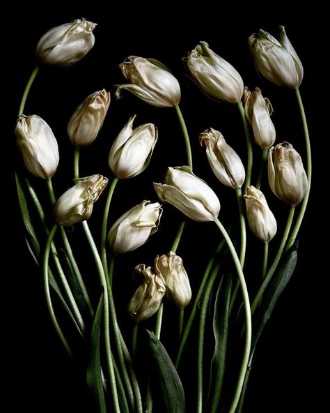 Botanic Art on Instagram: “French tulips 🌷 . . . . . . . . . . . . . #frenchtulips #floralphotography #floralshots #flowerfashion #floralprints #wallartprint #artist…” Tulip Still Life, French Tulips, Greenery Arrangements, Floral Photography, Flower Fashion, Still Life, Tulips, Wall Art Prints, Floral Prints