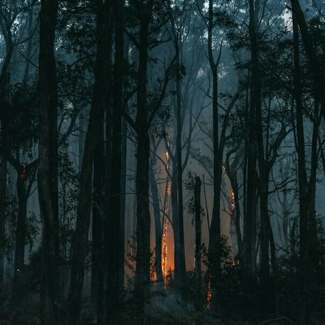 Forest Night Aesthetic, The Hunting Party, Dark Fairytale, Between Two Worlds, Forest Night, Aesthetic Tumblr, Arte Inspo, Amazing Drawings, Forest Fire