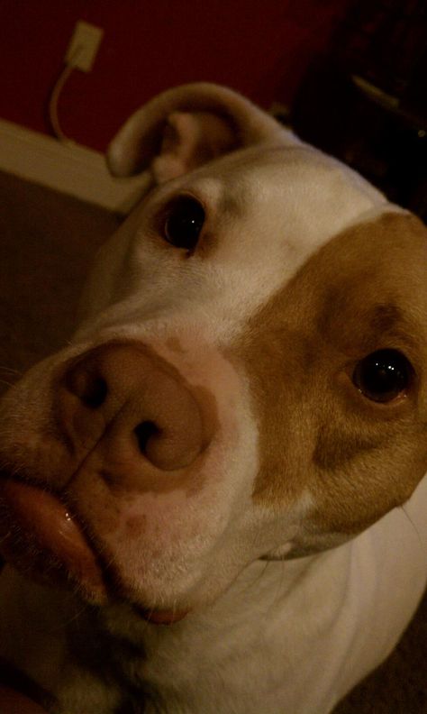 Babysitting Spike! A white and brown purebred Pitbull. He's a good boy. White And Brown Pitbull, Brown Pitbull, Pitbull Dog Puppy, Bull Images, White Pitbull, Pitbull Dog, Pitbull, Narnia, Cute Little Animals