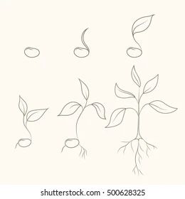 Seedling Drawing, Seed Tattoo, Seed Art, Tree Seedlings, Sprouting Seeds, Instagram Photo Frame, Seed Germination, Tree Tattoo, Drawing Images