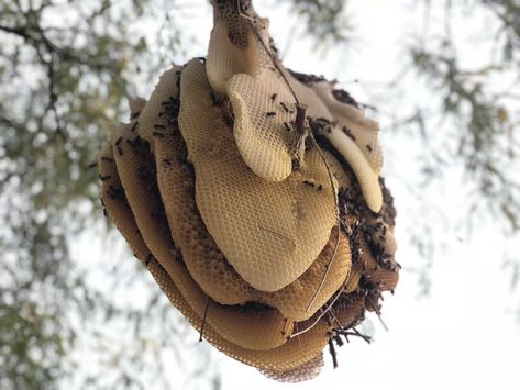 Bee Removal, Bee Swarm, Save The Bees, Scottsdale Az, Pesticides, Relocation, Bee Keeping, A Tree, Chemicals