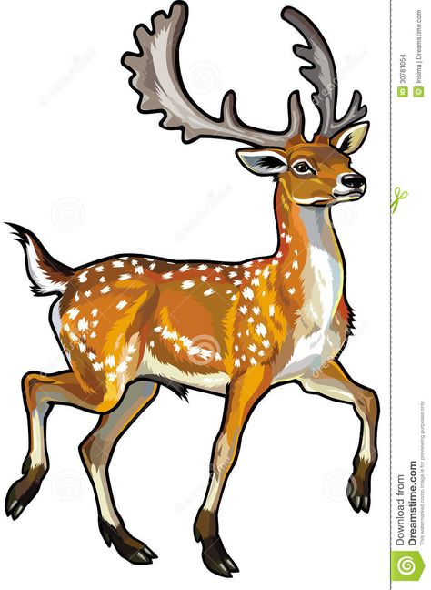 Deer Side View, Chital Deer, Side View Illustration, Reindeer Drawing, Side View Drawing, Wild Animals Vector, View Illustration, Cartoon Reindeer, Deer Drawing