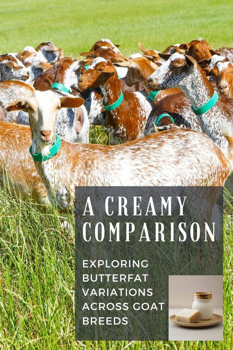 Dive into the world of goat milk butterfat! 🥛🐐 Discover how different breeds contribute to creamy richness. 🧀📊 Unveil the delicious details of butterfat variations among goat breeds. 🌟🐑 #GoatMilk #ButterfatGoodness #CreamyDelights Dairy Goat Breeds, Goat Breeds, Dairy Goats, Dairy Farms, Goat Milk, Goat Cheese, Farm Animals, Goats, Dairy