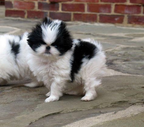 Japanese Chin Puppies, Japanese Chin Dog, Pekingese Dogs, Lower Back Pain Exercises, Tiny Dog, 3 Dogs, Chin Chin, Cutest Puppies, Japanese Chin