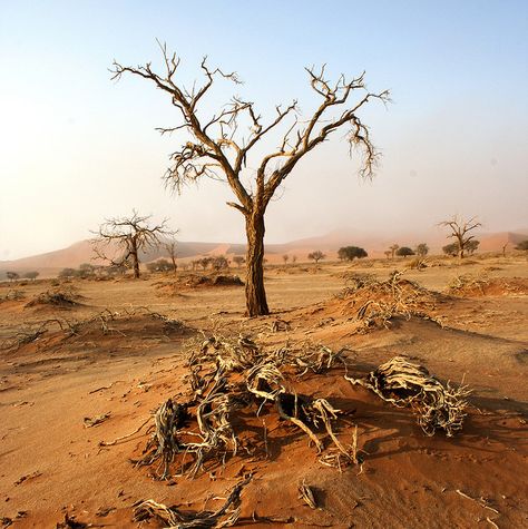 Namibia Namibia Travel, African Mythology, Deserts Of The World, Namib Desert, Dead Tree, Desert Dream, Desert Life, River Art, Shade Trees