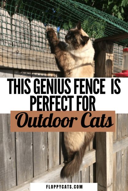 Cat Enclosure Outdoor, Outdoor Cat Pen, Outdoor Cat Run, Cat House Outdoor, Outside Cat Enclosure, Diy Cat Enclosure, Outdoor Cat Shelter, Cat Fence, Cats Outside