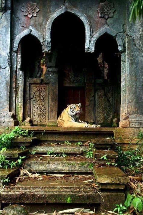 Lost Temple, Jungle Temple, Planet Zoo Inspiration, Zoo Inspiration, Zoo Ideas, Image Nature, Indian Architecture, Ancient Temples, White Tiger