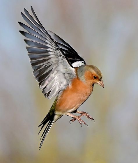 (8) Carl Bovis on X: "A male Chaffinch hanging in the air. 😍🐦 https://t.co/6LntlDUGRt" / X Chaffinch, Chest Piece, Birds