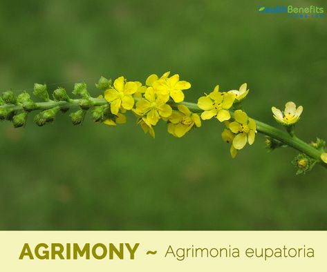 Agrimony Flower, Herb Benefits, Bladder Control, Holistic Medicine, Plant Illustration, Homeopathy, Chinese Medicine, Nutrient Dense, Green Grass