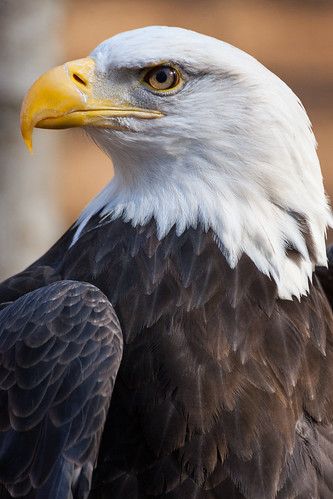 Eagle Portrait Photography, Bald Eagle Photography, Aigle Royal, Eagle Images, Eagle Painting, Eagle Wallpaper, Eagle Pictures, Eagle Art, An Eagle