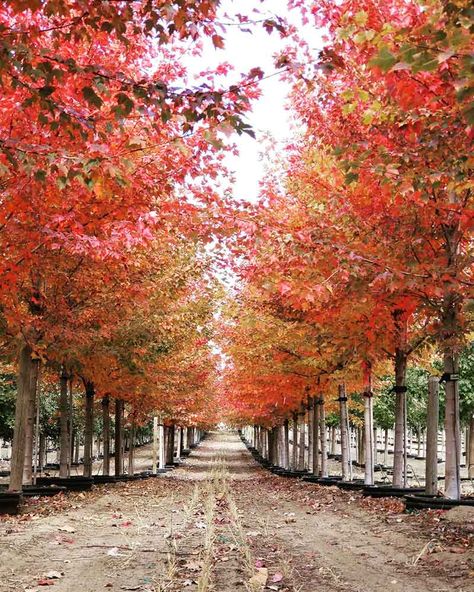 Sun Valley Maple Trees at Garden Gate Nursery Sun Valley Red Maple Tree, Sun Valley Maple Tree, Maple Tree Garden, Ranch Driveway, Autumn Blaze Maple, Nature Nursery, Acer Rubrum, Houses Exterior, Tree Photos