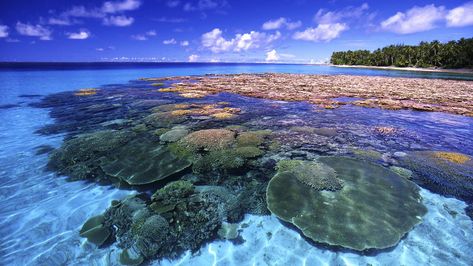 Beautiful Coral Reef #trees #coral #clouds #reef nature and landscapes #1080P #wallpaper #hdwallpaper #desktop Marshall Islands, Nagasaki, Chernobyl, Island Travel, Pattaya, East Sussex, Great Barrier Reef, Hiroshima, South Pacific