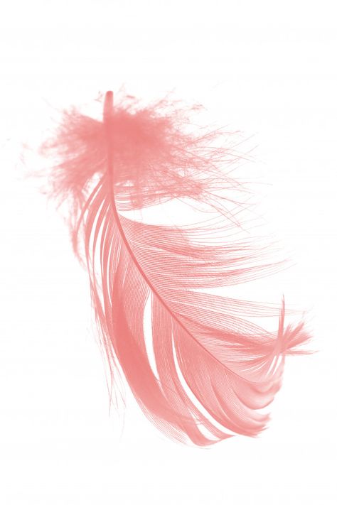 Pink Feathers Aesthetic, Pink Feather Aesthetic, Feather Aesthetic, Drawing Outlines, Birdhouse In Your Soul, Photo Bebe, Glam Studio, Feather Background, Feather Graphic