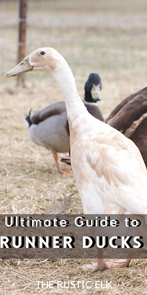 Thinking of raising a backyard flock of ducks? Indian Runner Ducks are an excellent choice if you're looking for an egg-laying breed! Unique in appearance, these ducks are prolific layers and friendly. Ducks For Beginners, Indian Runner Ducks, Backyard Ducks, Duck Coop, Raising Ducks, Runner Ducks, What The Duck, Pet Ducks, Backyard Chicken Farming