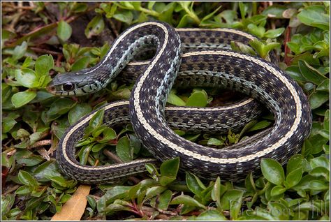 Eastern Garter Snake. It was most likely a male, due to the blue in it's body, but we referred to it as a she. Her name was Kahn. She was one of my favorite pets. Eastern Garter Snake, Pet Snakes, Small City Garden, Garter Snake, Blue Garter, Pet Snake, Beautiful Snakes, City Garden, Closer To Nature