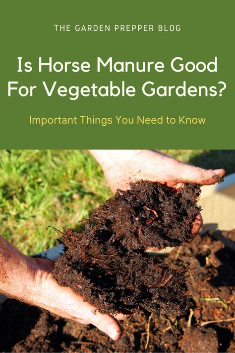 is horse manure good for vegetable gardens Manure For Garden, Chicken Manure For Garden, Composting Manure, Horse Manure For Garden, Manure Compost Bin, How To Use Horse Manure In Garden, Horse Manure Management, Horse Compost, Feeding Chickens Compost