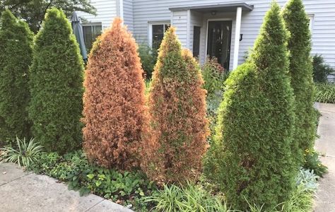 I Hate my Arborvitae Hedge Arborvitae And Hydrangea Landscaping, Arborvitae Fence, Arborvitae Hedge, Arborvitae Landscaping, Globe Arborvitae, Cedar Hedge, Green Giant Arborvitae, Emerald Green Arborvitae, Hydrangea Landscaping