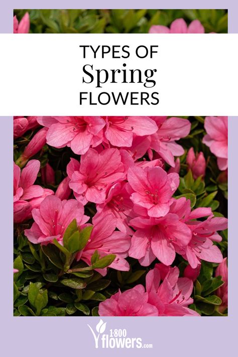 What are your favorite types of spring flowers? We love spring flower arrangements here at 1-800-Flowers, so we put together a list of the best flowers for spring planting. Learn all about your favorite seasonal blooms. Flower Facts, Tulips And Daffodils, Flowers For Spring, Spring Planting, Spring Flower Arrangements, Best Flowers, Tulip Bulbs, Flowers Petals, Spring Bouquet