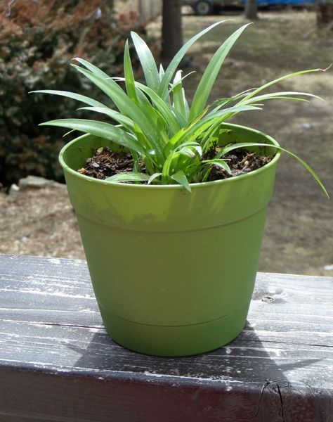 Airplane Plant Houseplant, Airplane Plant Care, Potting Ideas, Spider Plant Care, Spider Plant Babies, Airplane Plant, Chlorophytum Comosum, Plant Tips, Plant Party