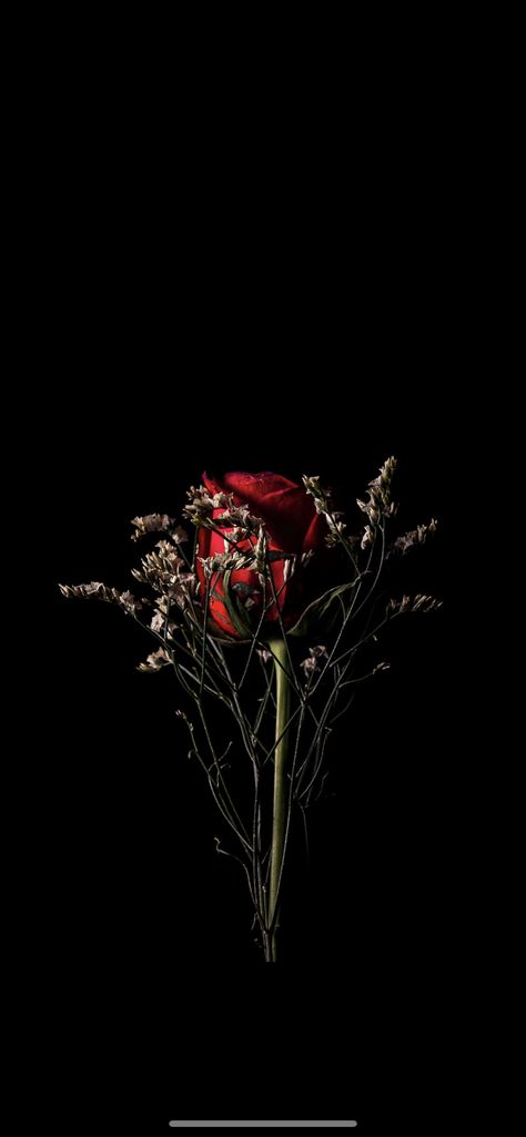 Goth Laptop Wallpaper, Red Rose Black Background, Roses With Black Background, Dark Flower Wallpaper, Rose Black Background, Rose Emoji, Black Background Wallpaper, Dark Flowers, Single Rose