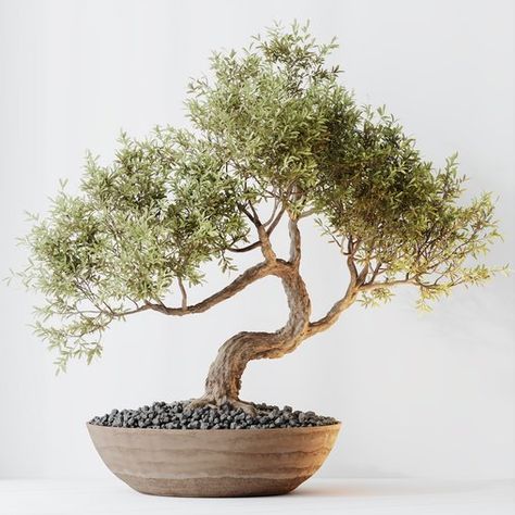 HQ HousePlants Mission Kalamata Leccino Arbequina Wilsonii Chemlali Olive Set 40 Growing An Olive Tree, Lobby Reception, Dressing Table With Chair, Material Library, Spa Room, Olive Trees, Tiles Texture, Soft Seating, Ultra Modern