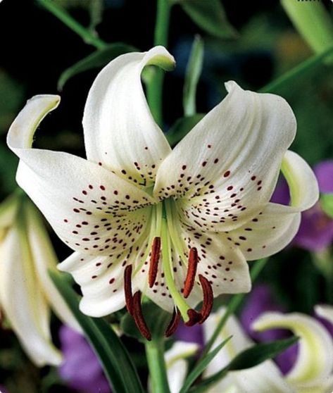 Tiger Lily White 3 Bulb/Plants Snow white speckled | Etsy Tiger Lily Plant, White Tiger Lily, Sweet Surrender, American Meadows, Lily Bulbs, Asiatic Lilies, Plant List, White Lilies, White Tiger