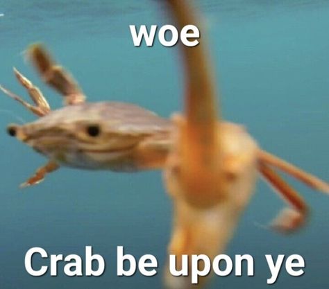 Love This Animal The Crap, Fish Reaction Pic, Snail In My Ear Telling Me, Cursed Reaction Images, Fish Meme, Funny Fish, Crab Meme, Crustaceans, Silly Images