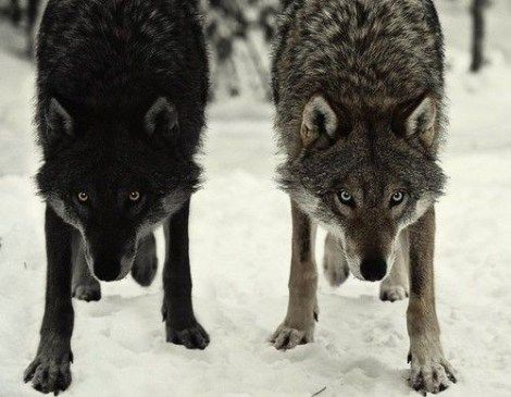 Two Wolves, Wolf Love, Howl At The Moon, Beautiful Wolves, Wolf Spirit, Bad Wolf, Wild Dogs, Wolf Dog, Spirit Animal