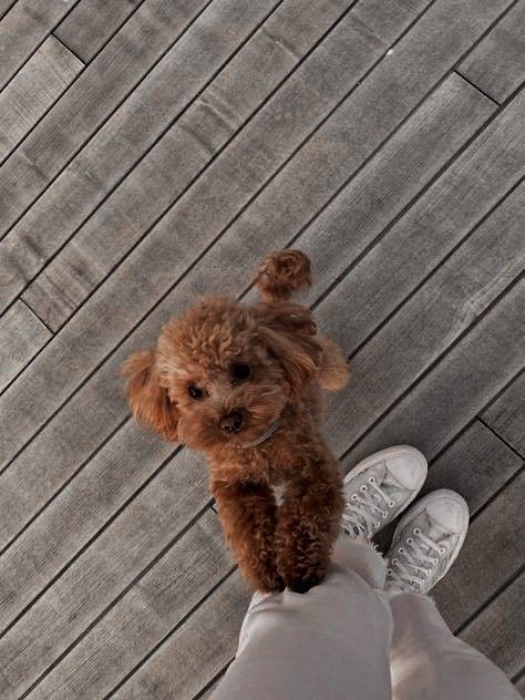 Brown Toy Poodle Aesthetic, Cavapoo Dogs, Dog Mommy, Toy Poodle Puppies, Cavapoo Puppies, Dogs Cute, Puppies And Kitties, Cute Little Puppies