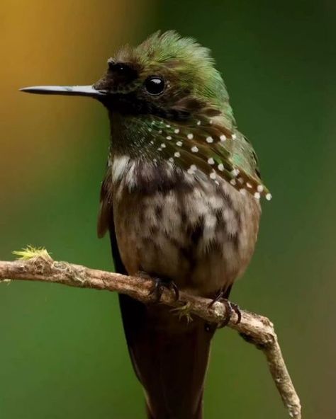 birds on planet on Instagram: "1.Atlantic royal flycatcher . 2. hummingbird . 📷 by: @amercavalcant . . . . #birds_adored #instabird #planetbirds #dailybirdshow #birds #birdscapture #best_birds_of_world #bird_extreme #dorugroza #microfourthirdsgallery #birdshero #bird_watchers_daily #bestwildlife #nuts_about_birds #best_birds_of_world #bird_extreme #bird_perfection #birdrules #birdcaptures #birdscapture #best_bird_of_ig #best_bird_shots #birdsonearth #your_best_bird #your_best_shots #planet_bird Royal Flycatcher, Hummingbirds Photography, Hummingbird Pictures, Cute Animal Memes, Bird Gif, Beautiful Flowers Photography, Bird Watchers, Most Beautiful Birds, Funny Birds