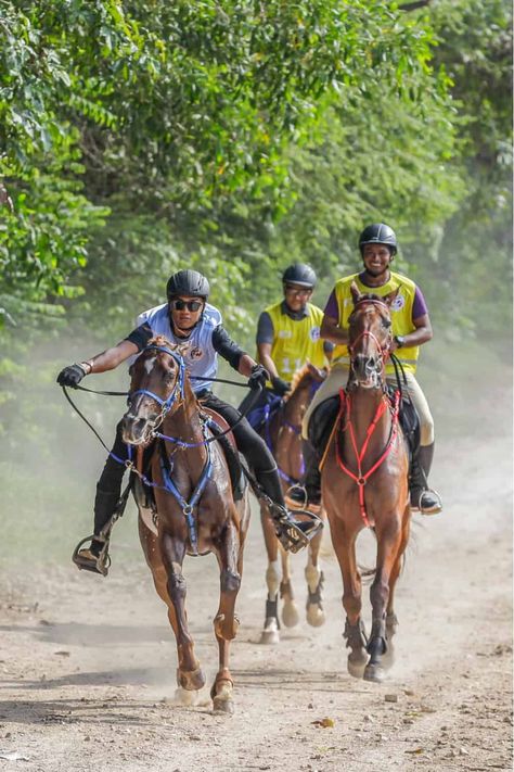 Draft Horse Riding, Breeds Of Horses, Endurance Horse Riding, Endurance Riding Tack, Endurance Horse, Endurance Riding, Trail Horse, Liberty Horse Training Natural Horsemanship, Western Horsemanship