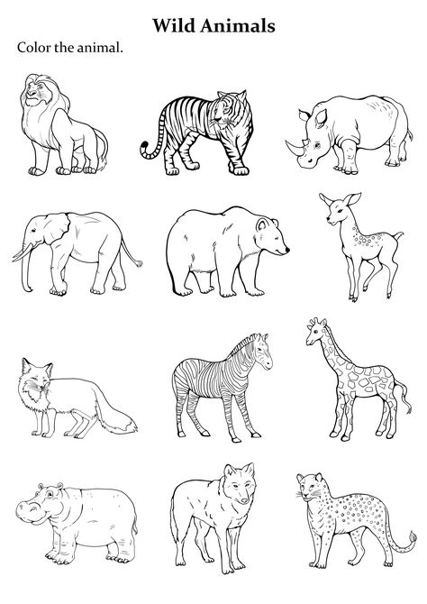 Wild Animals Outline, Outline Animals, Outlines Drawing, Wild Animals Coloring Pages, Animals Outline, Animal Coloring Sheets, Summer Animals, Zoo Animal Coloring Pages, Coloring Animals