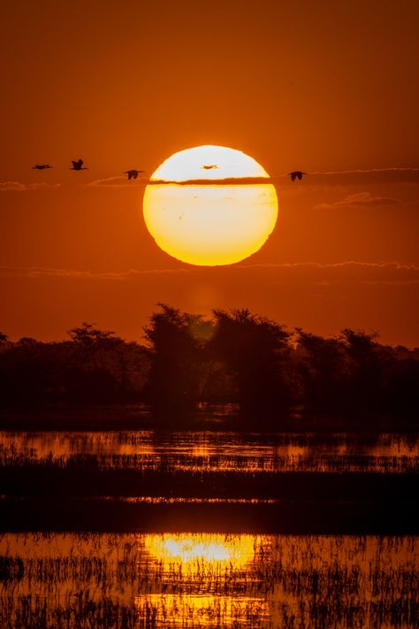 Botswana Landscape, Safari Botswana, Botswana Sunset, Safari Sunset, Botswana Aesthetic, Safari Trip, Travel Africa, Safari Aesthetic, Africa Aesthetic